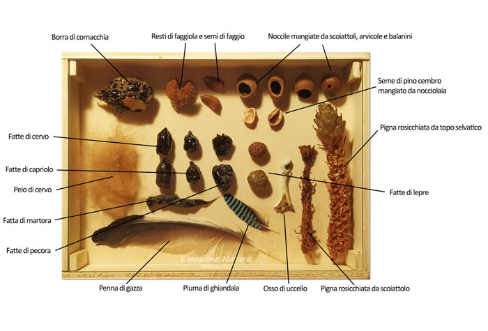 Cassetta naturalistica