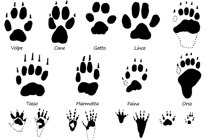 Impronte animali
