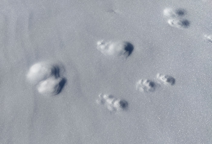 Pista animali