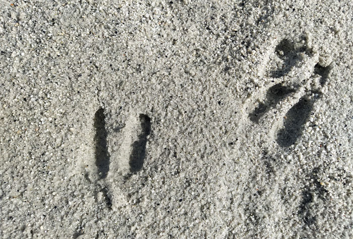 Impronte e tracce