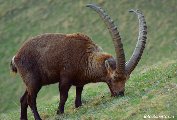 Stambecco