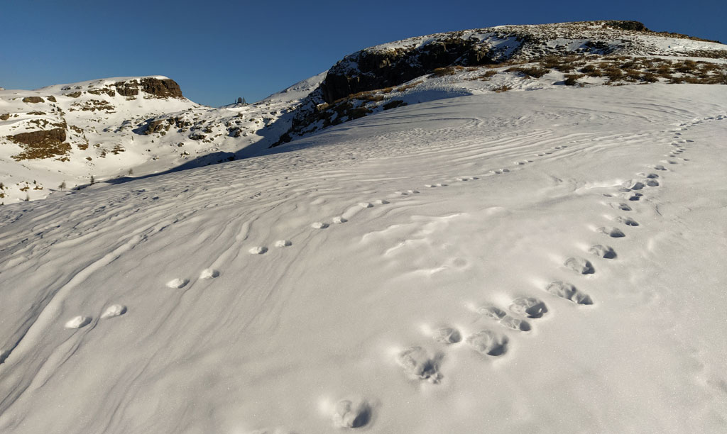 Piste di animali